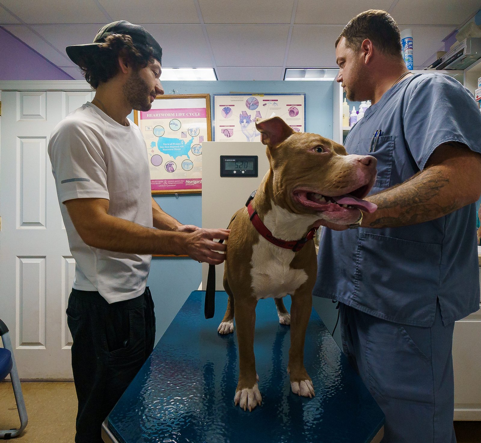 Veterinary staff assisting client with happy pitbull terrier at Westwoodward Animal Hospital