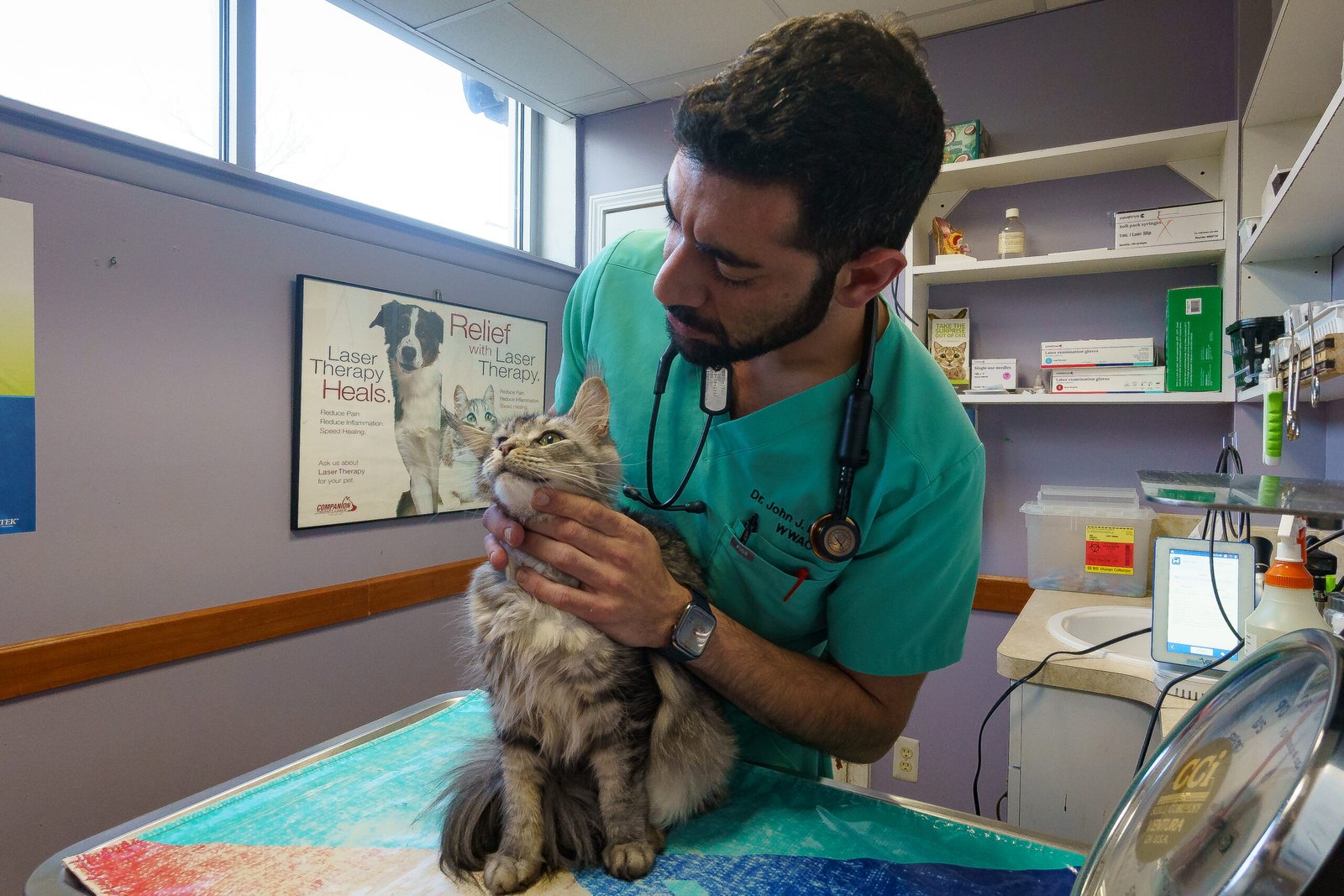 Veterinarian examining a cat's mouth for dental health at the clinic.