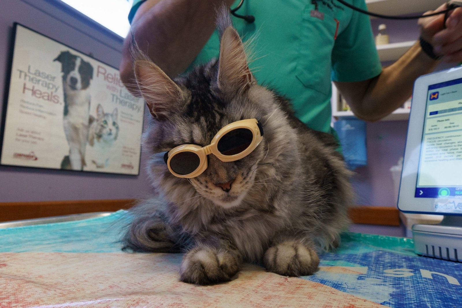 Cute cat with laser therapy protective glasses on at veterinary clinic.