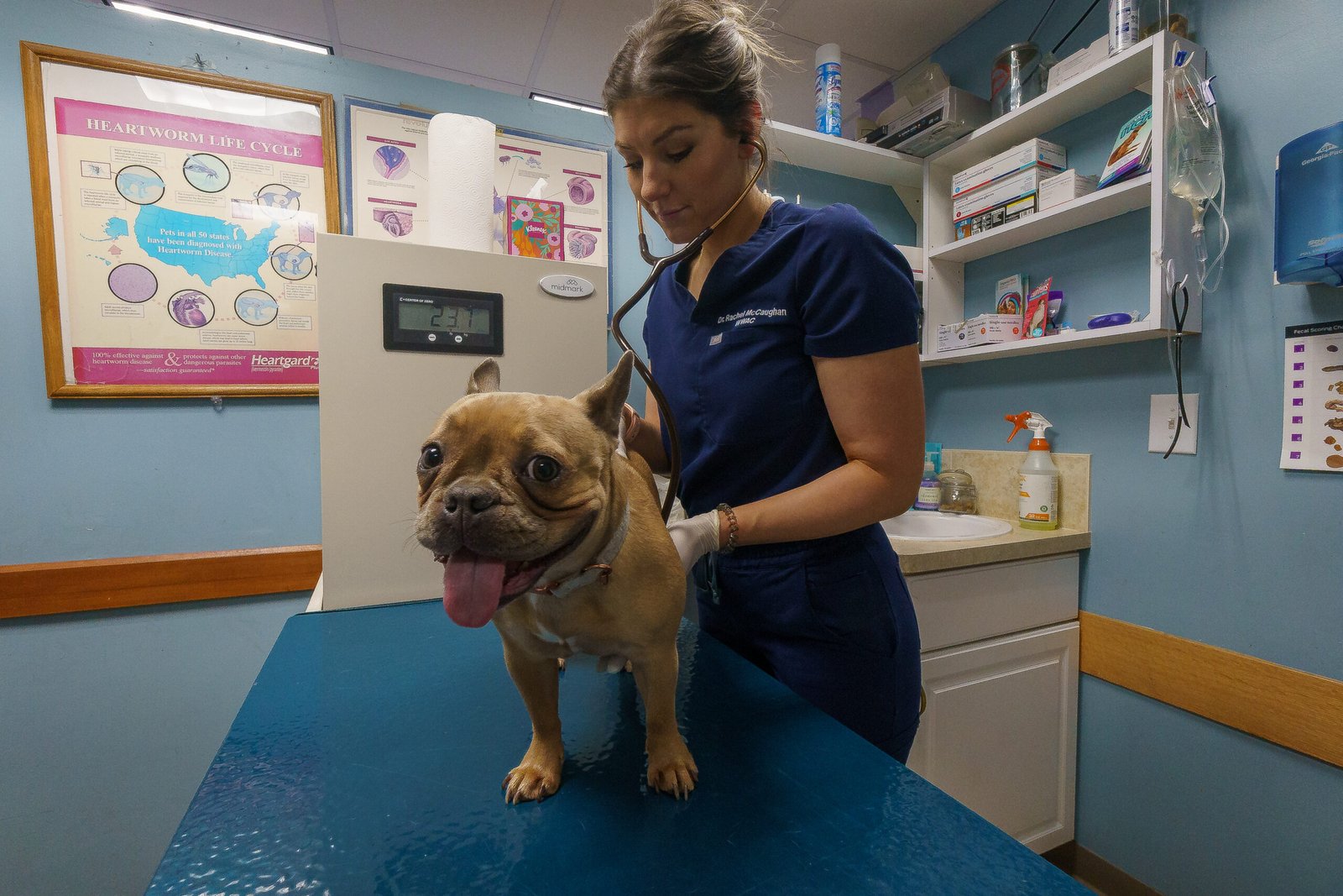 Veterinarian examining a French Bulldog at an animal clinic.